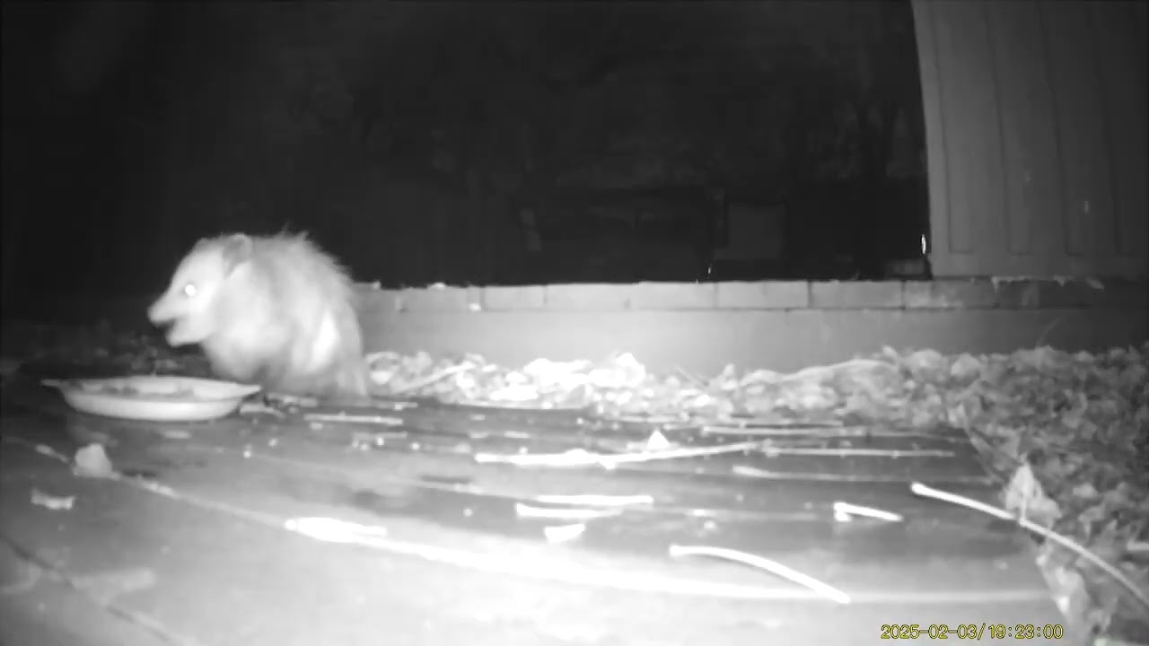 Wildlife Filmed By Haza PR800 Wild Camera, Dearborn, Michigan, February 1 To 7, 2025