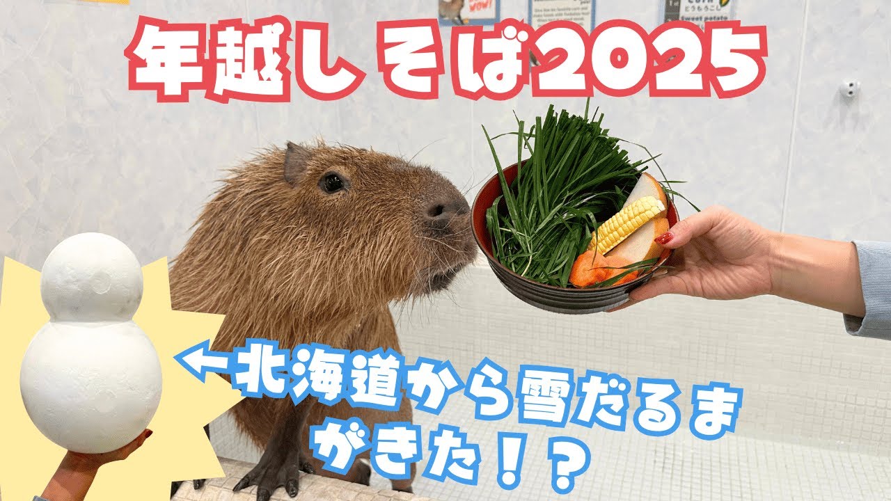 【カピバラ】年越しそば2025&北海道から雪だるまがきた！