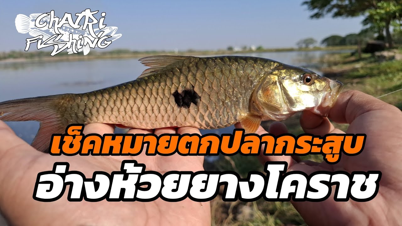 เช็คหมายตกปลากระสูบอ่างห้วยยางโคราช