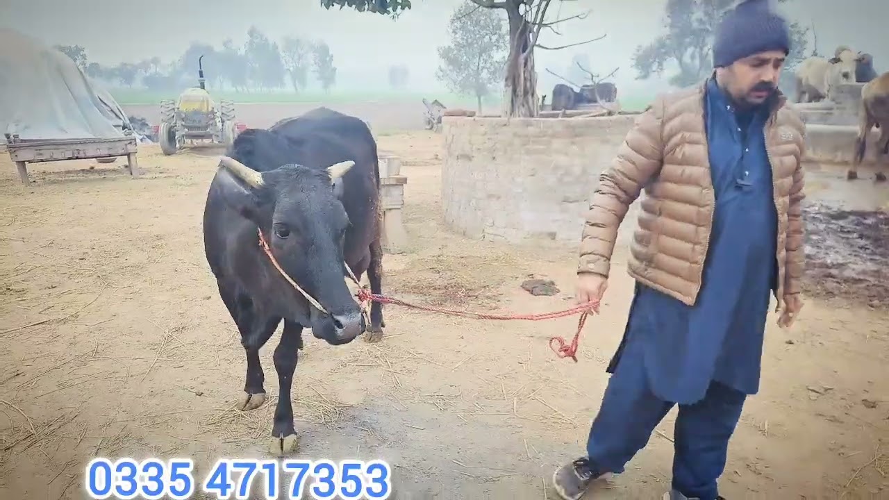 aik doghan joti for Sale tehsil wazirabad zila wazirabad village behram!! 0335 4717353 