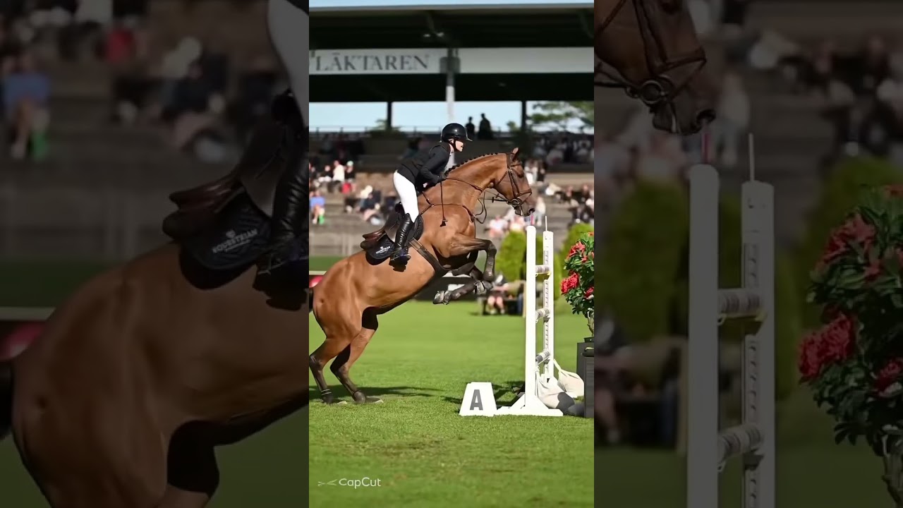 ShowJumping!! #horse #horseenthusiast #equestrian #sportshorse #horsefan #sporthorses