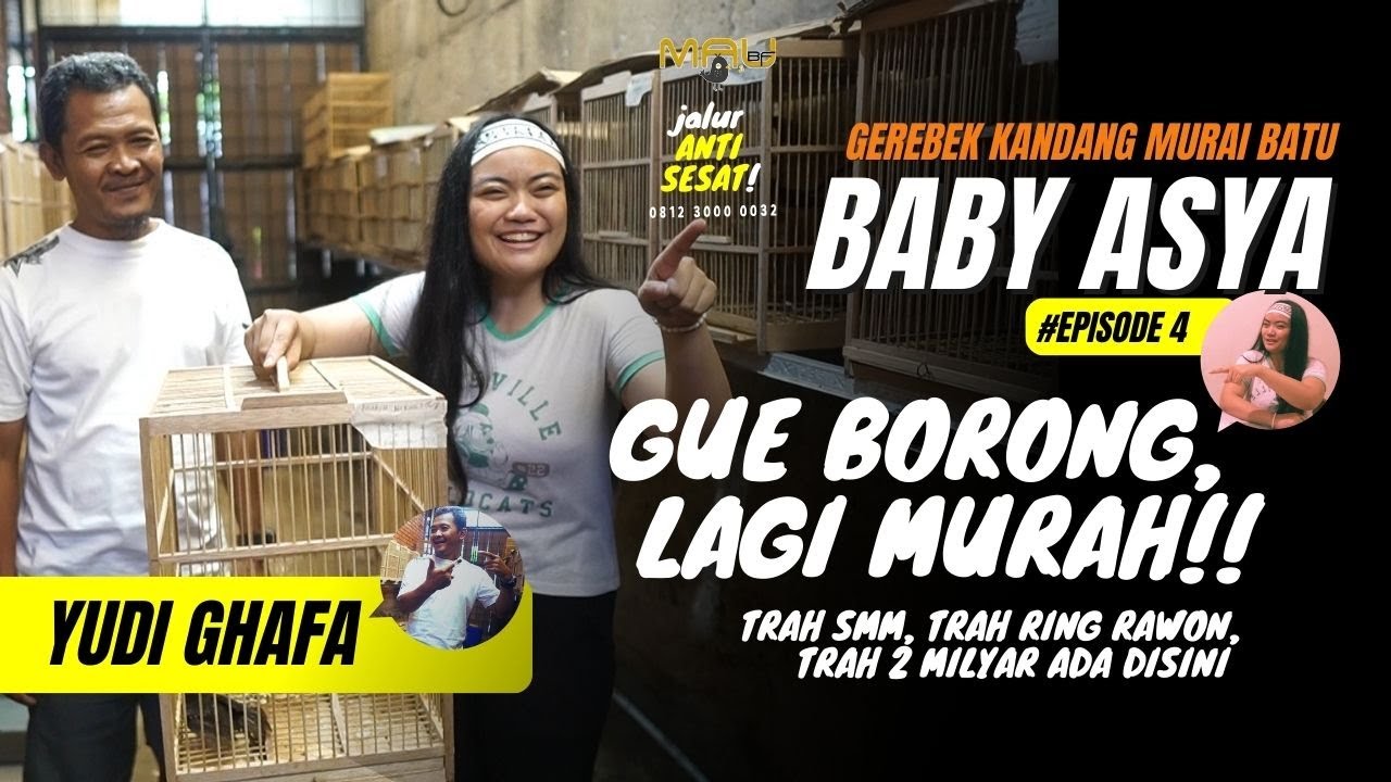 BORONG LAGI MURAH😱😱TRAH SMM, RING RAWON, Trah Murai 2 MIlyar @maubirdfarm  #muraibatu #umikasum