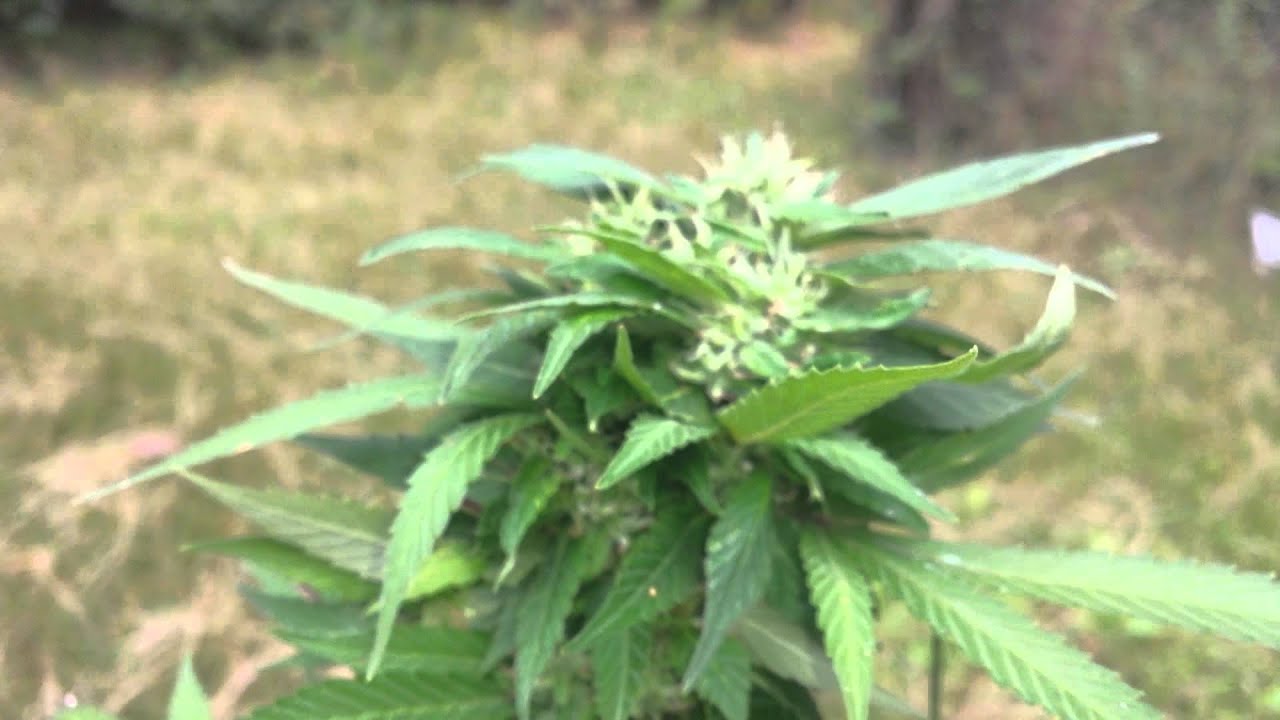 Outdoor marijuana grow 5 weeks into flowering