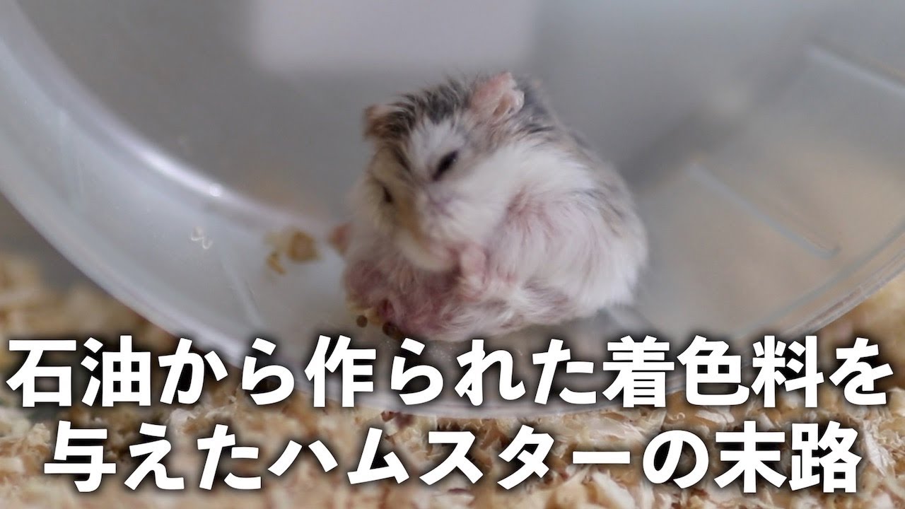 私は危険な着色料をハムスター達に与えてしまった・・・