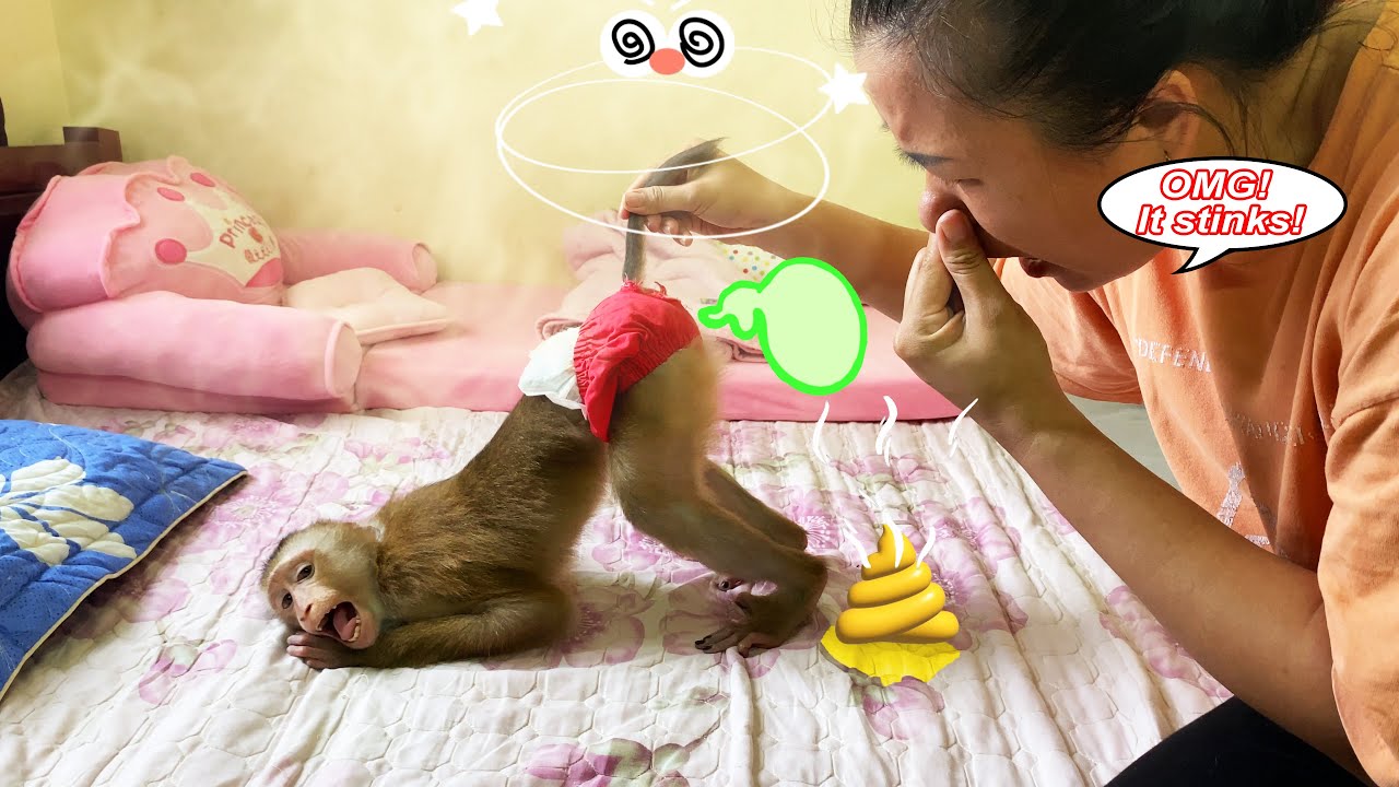 Monkey Lyly deliberately pooped in the room because she didn't want to go out and the ending...