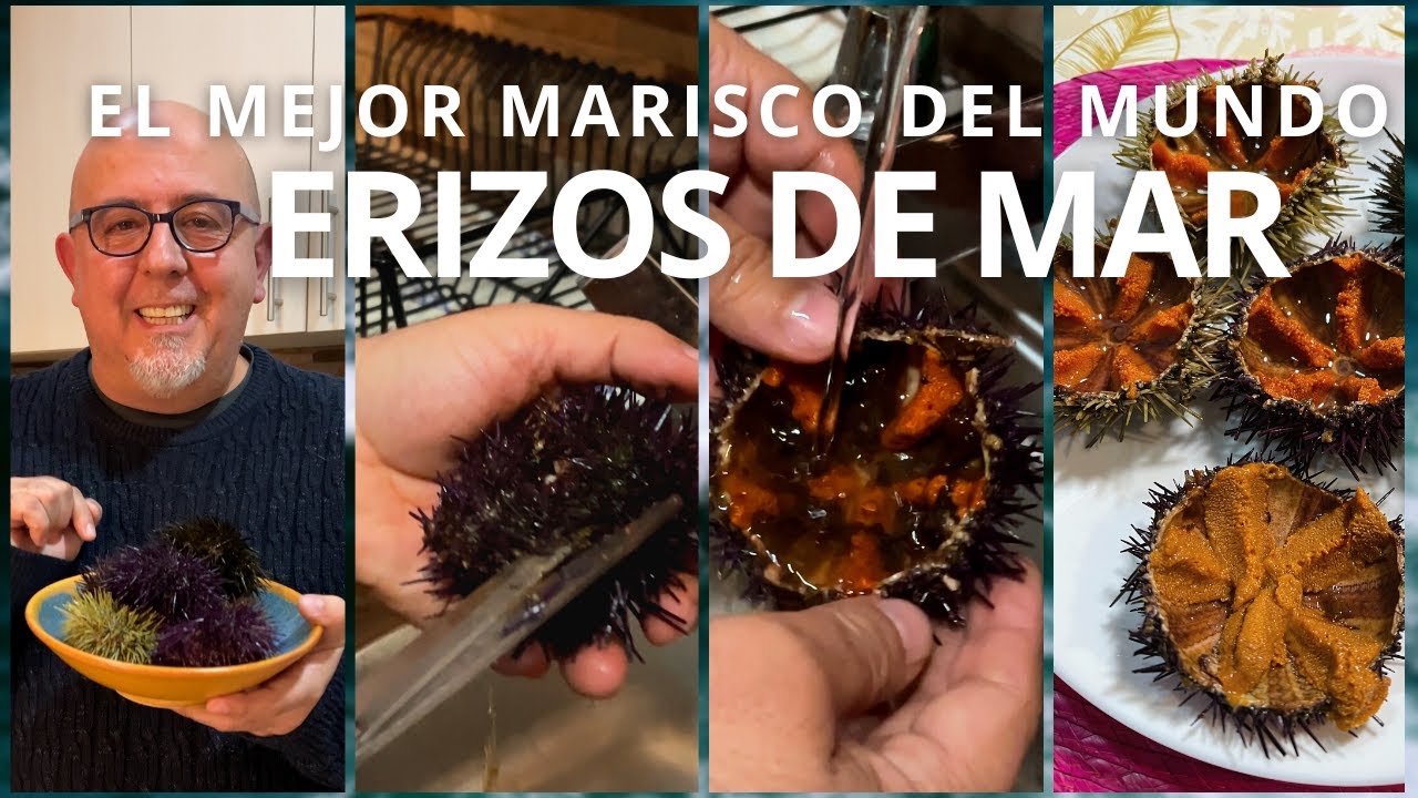 Como abrir, preparar y comer los ERIZOS DE MAR