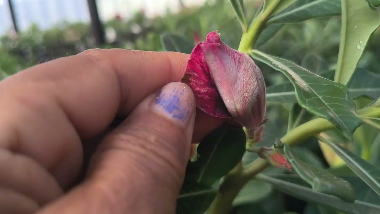 rosas do deserto floridas😍 r$ 35 e na compra de 10 ganhe enxerto surpresa de brinde.
