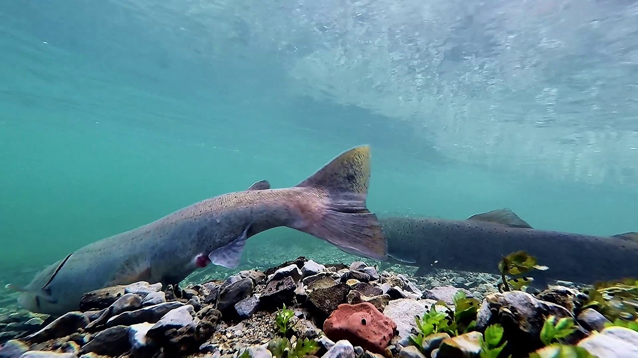 Danube Salmon (Huchen) spawning in Slovenia