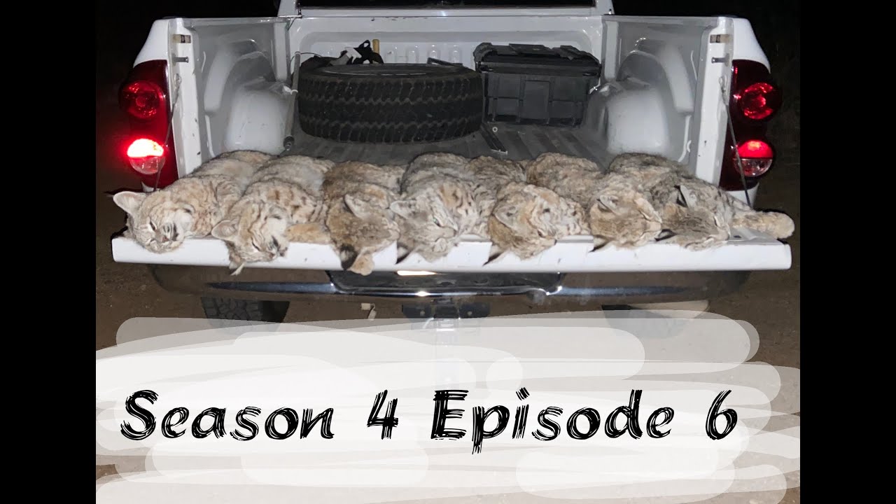 S4 E6:  7 Bobcats in 1 Trap Check; Best Trap Check Ever!!!!!