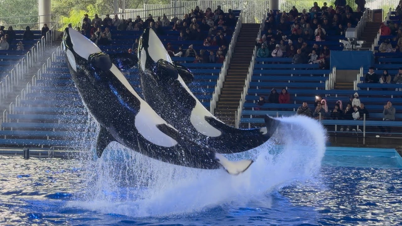 Шоу «Встреча с косатками» (полная версия) — SeaWorld San Antonio — 14 декабря 2025 года