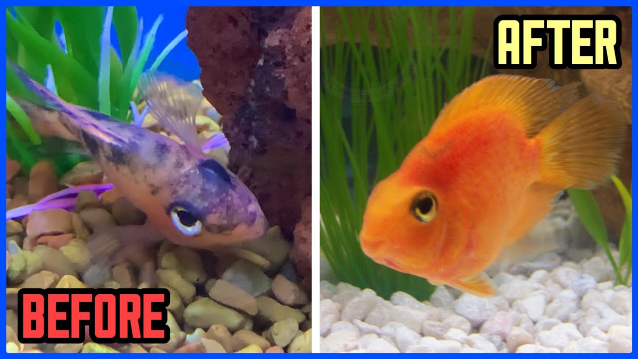 Rescuing A DYING FISH From Pet Store!