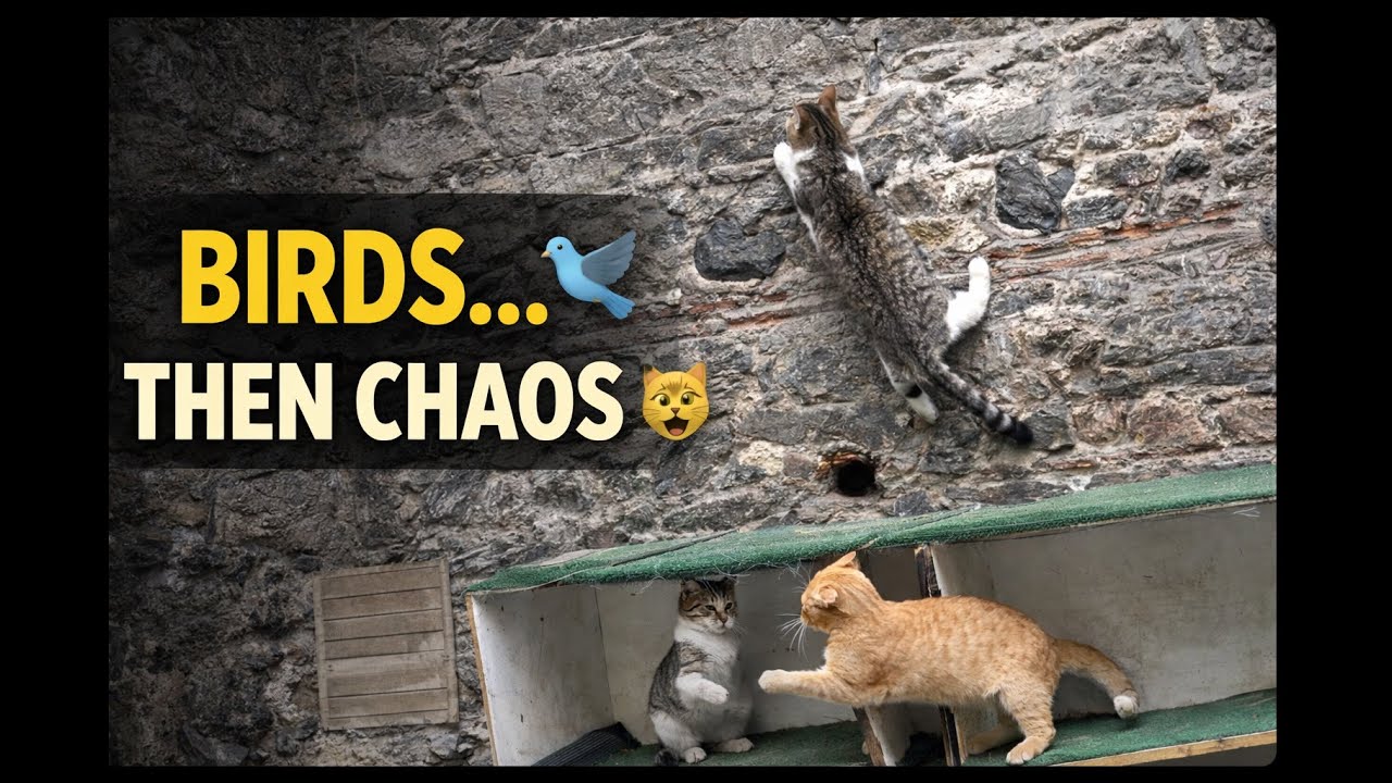 From Hunting to Playing 🐦🐱 | Street Cats’ Daily Life in Istanbul