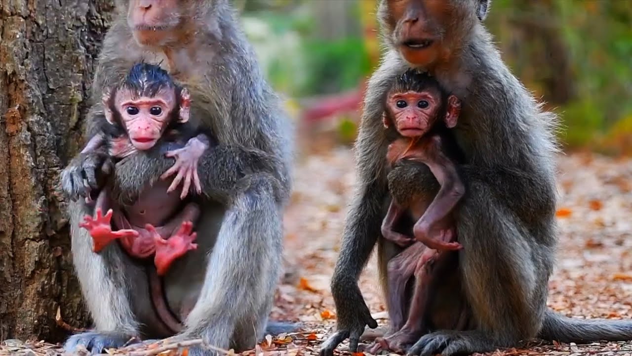Young Mommy Monkey Takes Care Of Baby Well