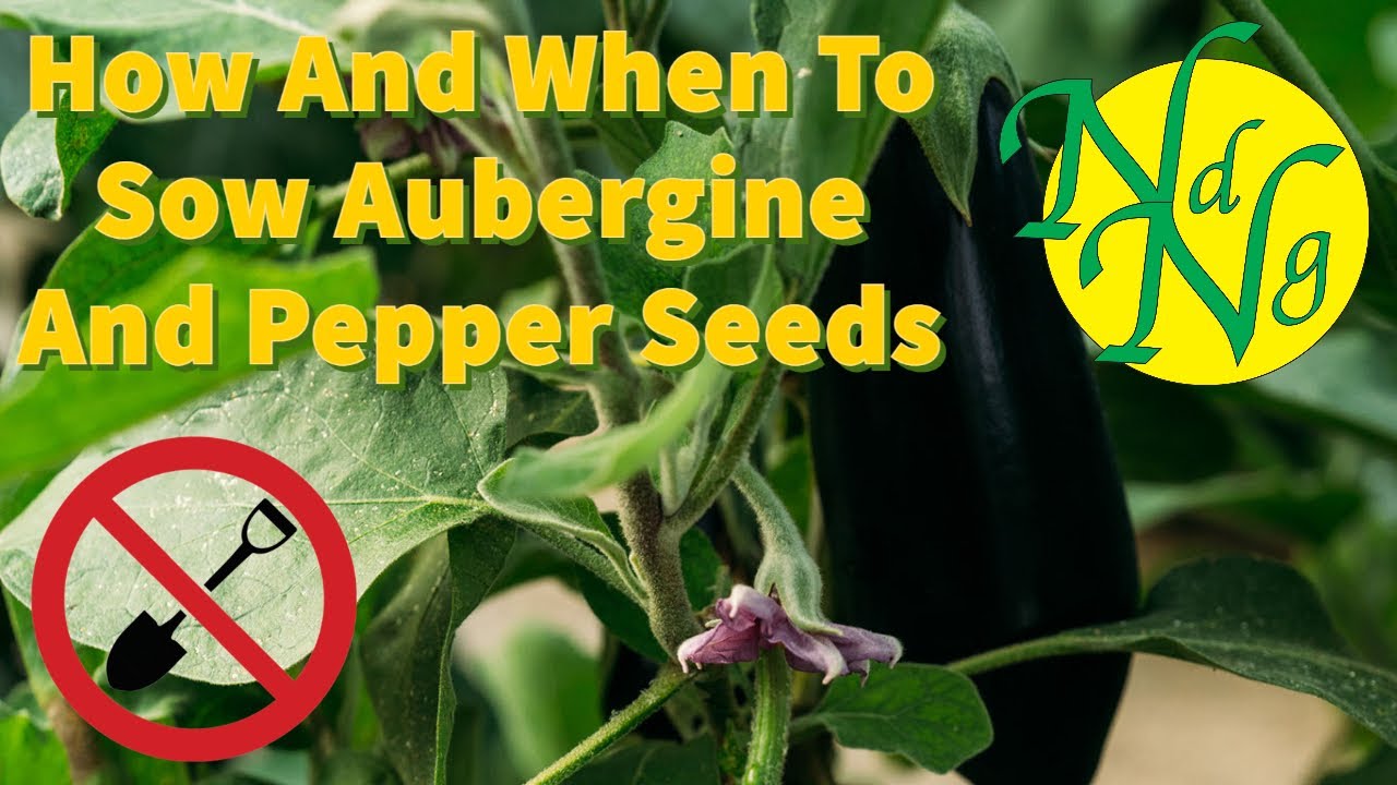 How And When To Sow Aubergine (Egg Plant) And Pepper Seeds