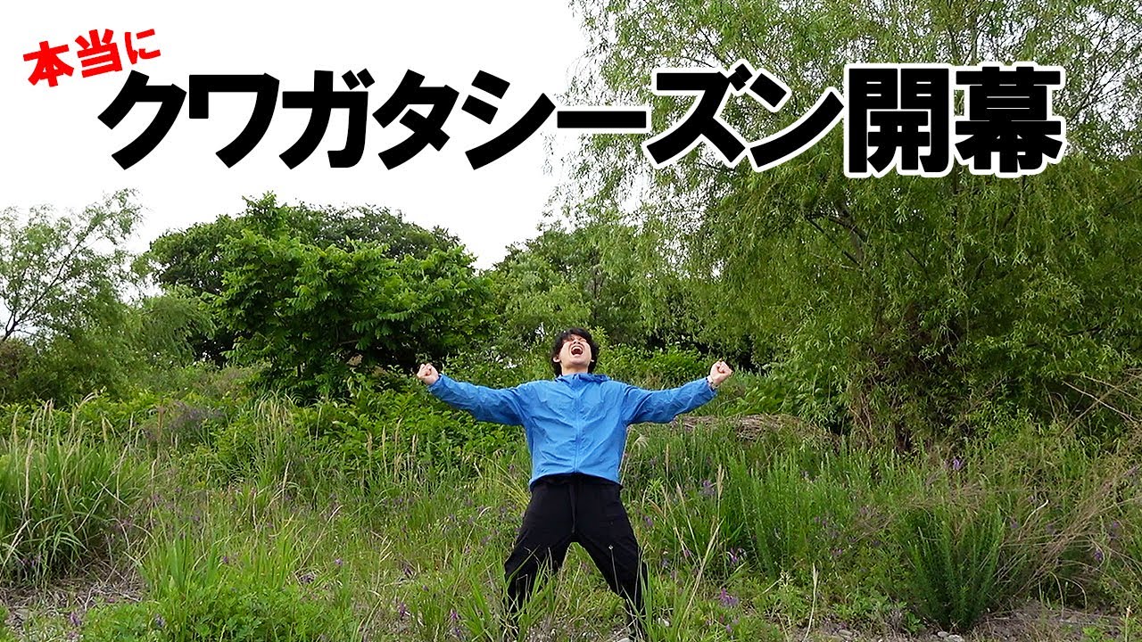 クワガタが大量に採れる季節が始まりました！！