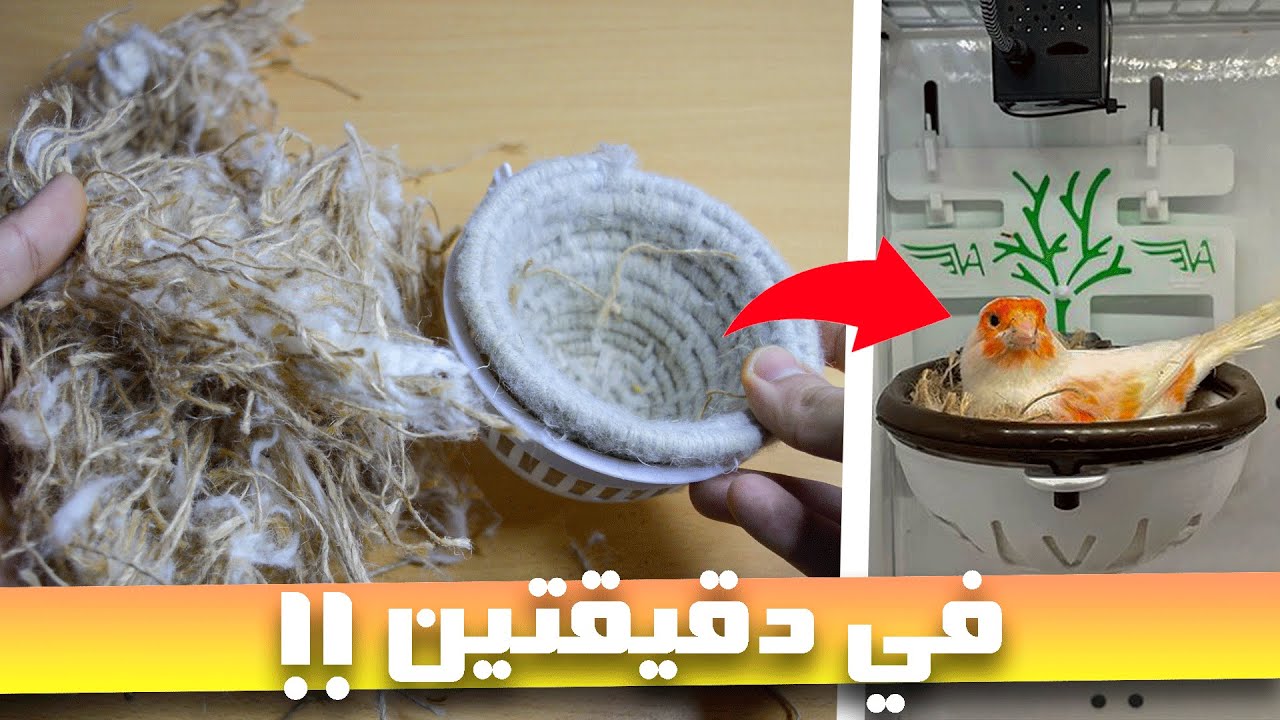 كيف أصنع عش لأنثى الكناري في دقيقتين و أسرع الإنتاج