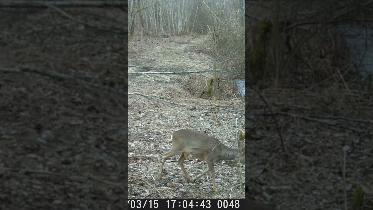 Āzītis #latvija #stirnas #animals #roedeer #trailcamera