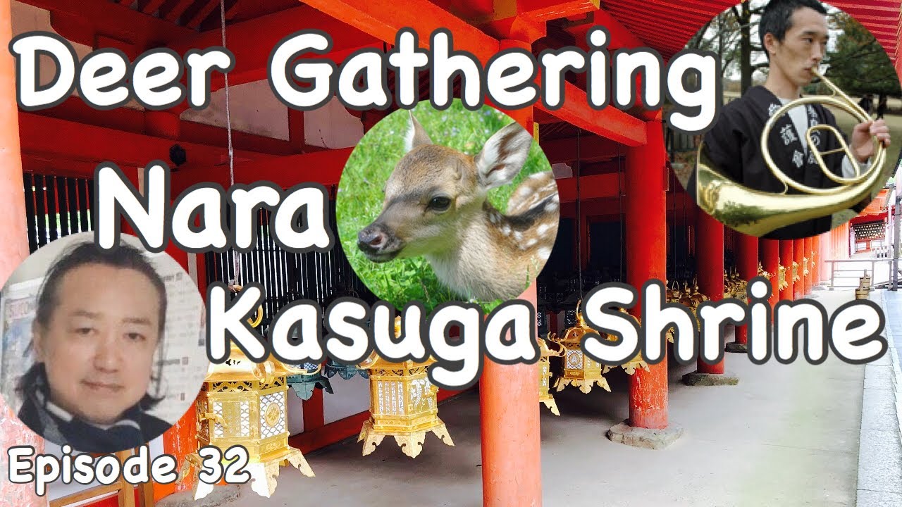 Deer Gathering by the horn and Kasuga Shrine in Nara