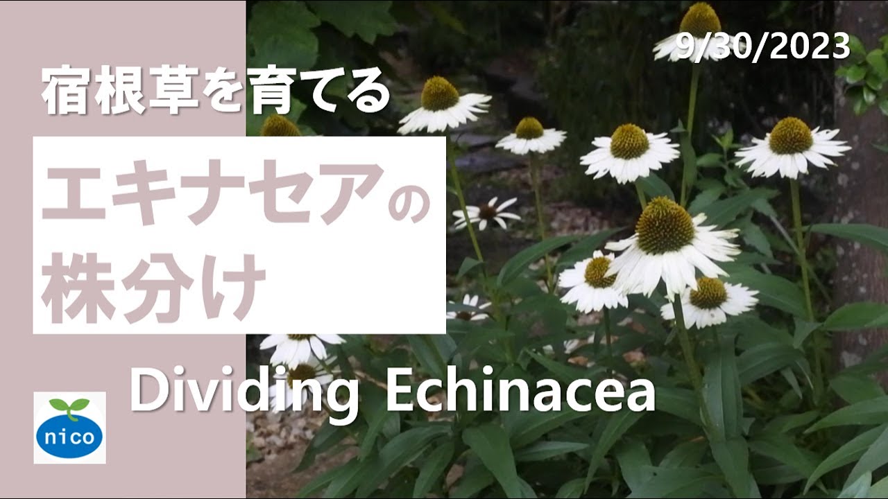 宿根草の庭づくり｜エキナセアの株分け｜Dividing Echinacea