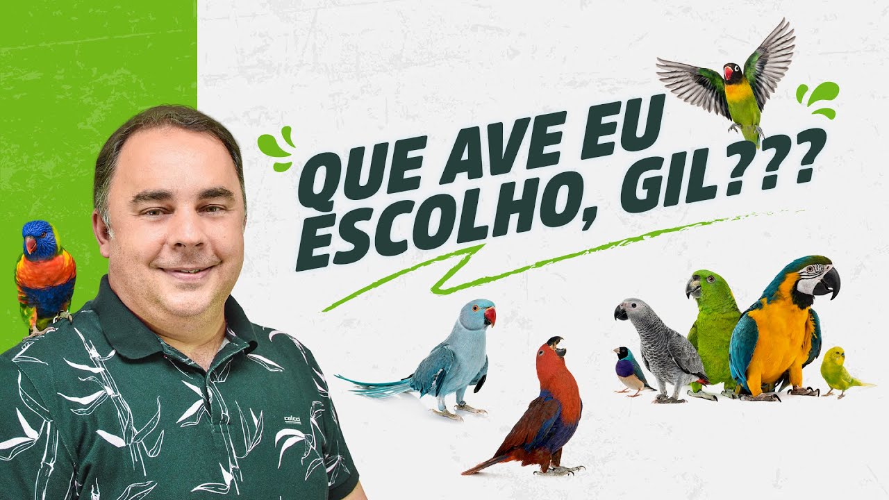 Lista de aves exóticas mais vendidas: em qual investir?