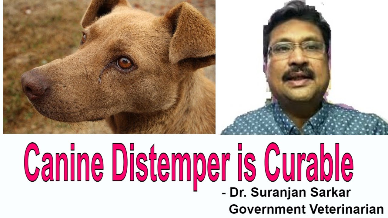 Canine Distemper ka ilaaz | पशुचिकित्सा । ऐसी गलती कभी ना करें !