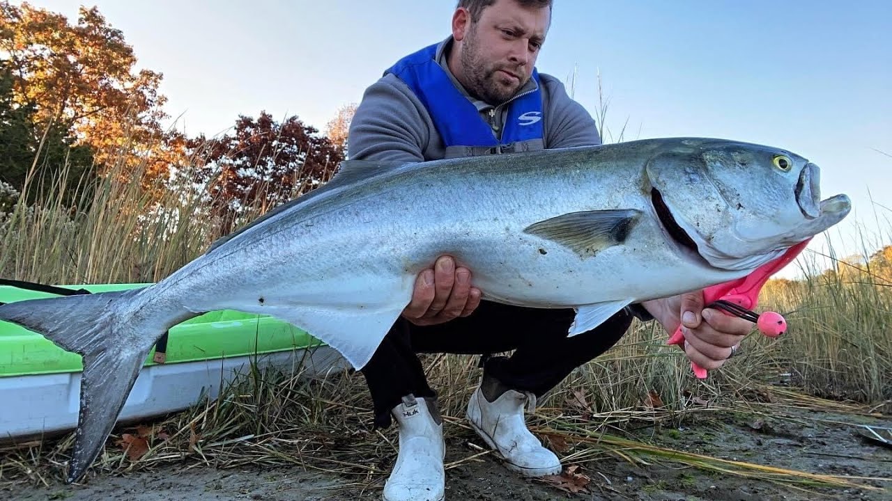 MONSTER Bluefish & Bass 10/27/24 Northshore Long Island Fishing