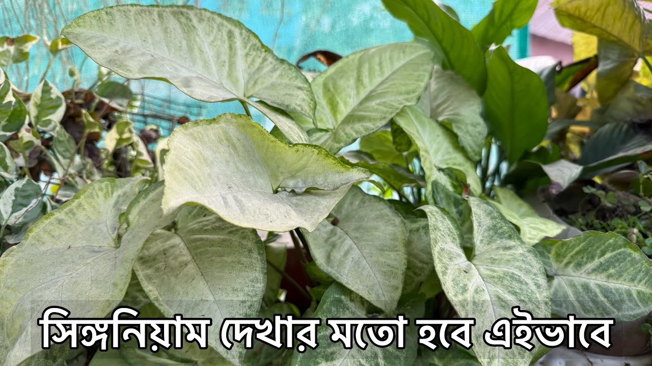 সিঙ্গনিয়াম সেরার সেরা ইন্ডোর প্লান্ট সহজে করবে না জংলি গাছ ।Indoor Gardening Tips | singonim plant 