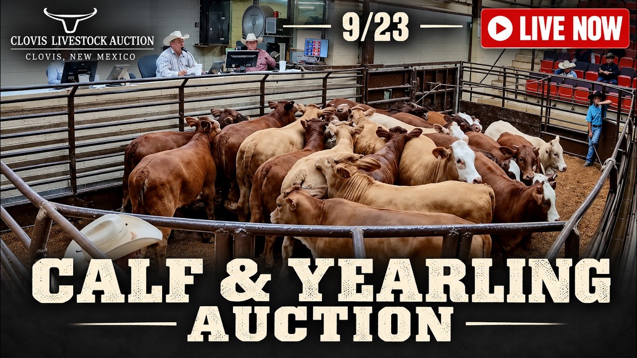 Clovis Livestock Auction | Wednesday Stocker Calf & Feeder Yearling Sale &mdash; 9/23/26