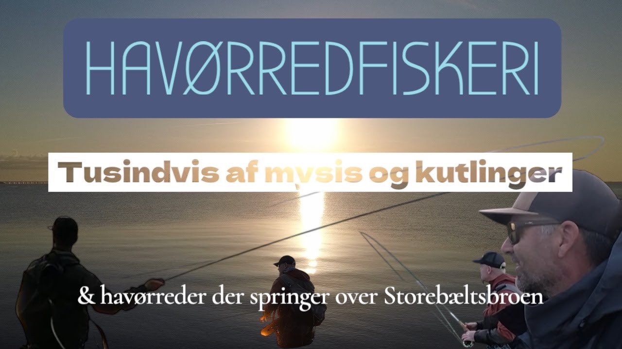 MYSIS OG KUTLINGER I TUSINDVIS OG HAVØRREDER DER SPRINGER OVER STOREBÆLTSBROEN