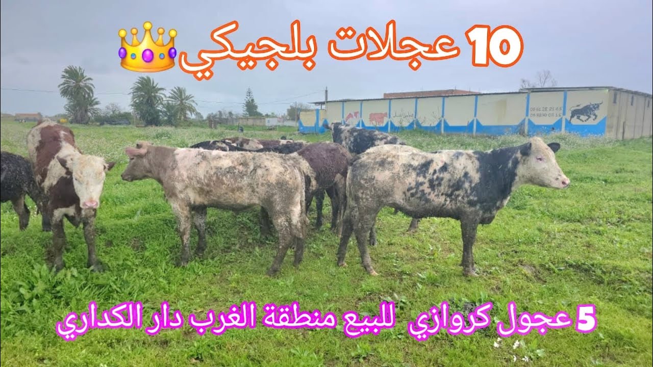 10 عجلات بلجيكي 5 عجول كروازي  للبيع منطقة الغرب دار الكداري 0661282165
