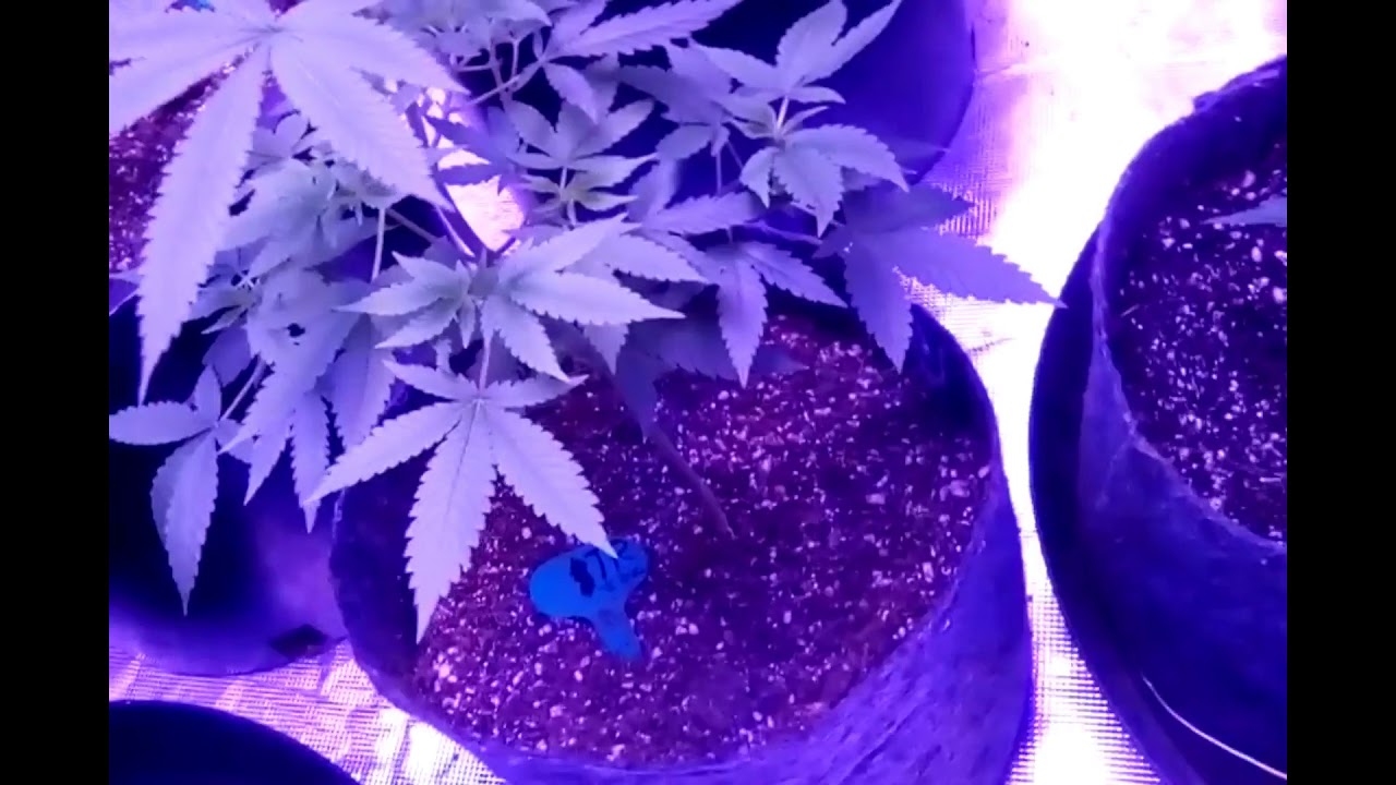 Fruity Pebbles/GDP Suite Leaf Nutrients/ Tripz 88 #6  INDOOR GROW