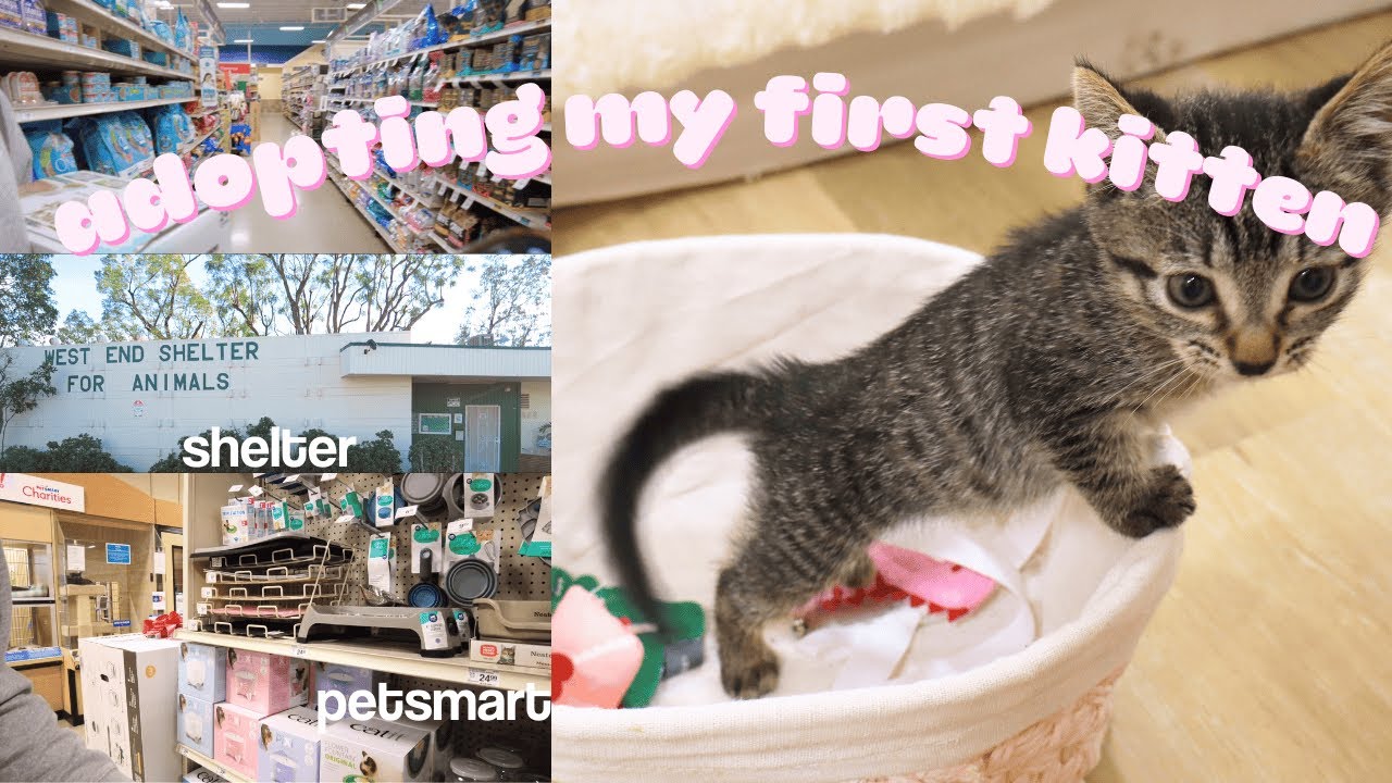 adopt a kitten w me │ animal shelter & petsmart ⋆˚🐾˖°