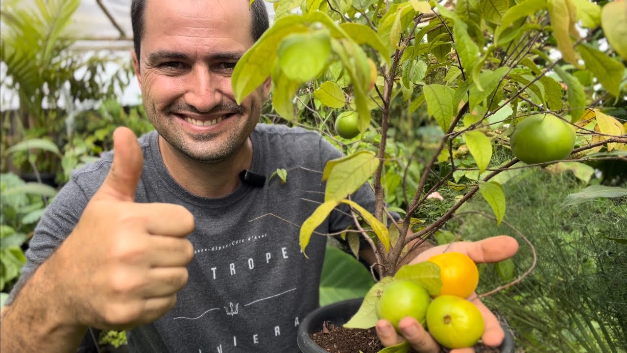 ARAÇÁ BOI NO VASO - JOVEM E PRODUTIVO