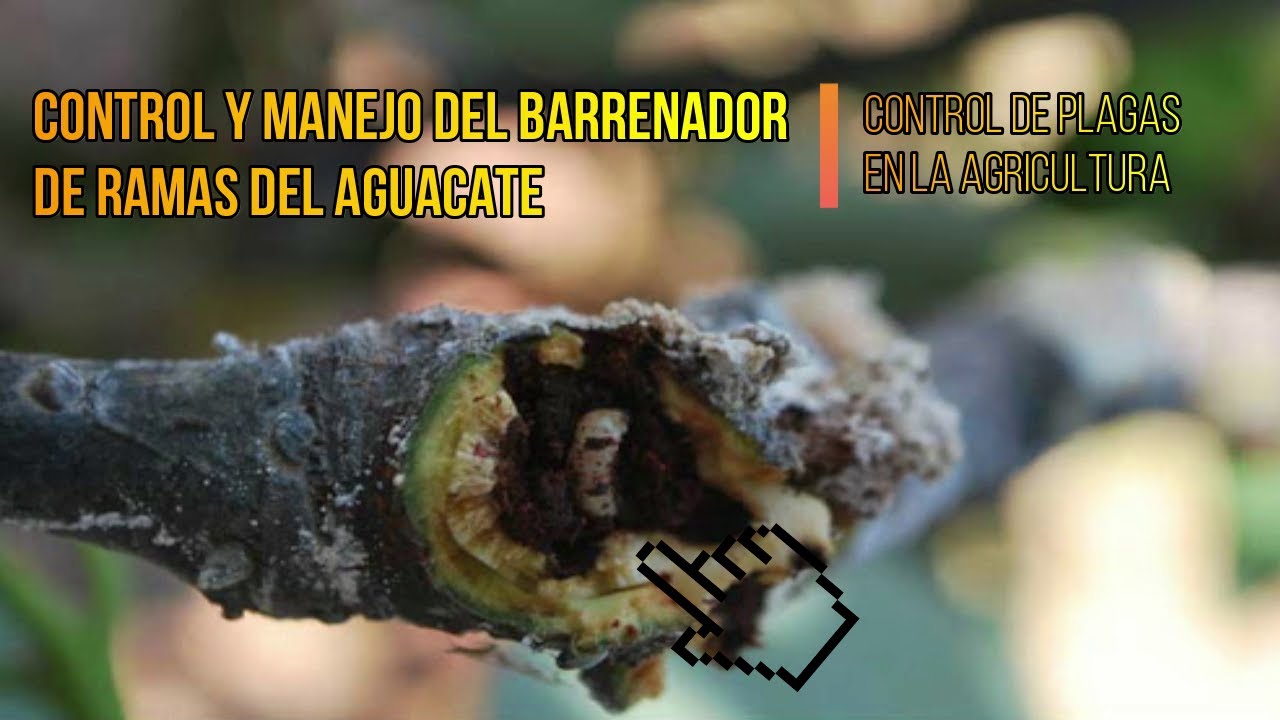 CONTROL Y MANEJO DEL BARRENADOR DE RAMAS DEL AGUACATE