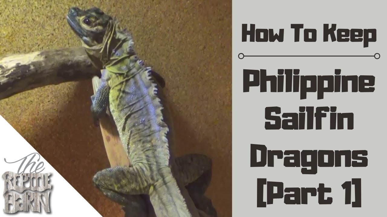 How to Keep Philippine Sailfin Dragons As Pets (Part 1) | Hydrosaurus Pustulatus