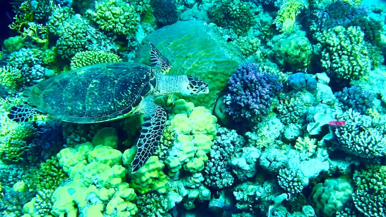 Marsa Alam. Abu dabab bay reef.