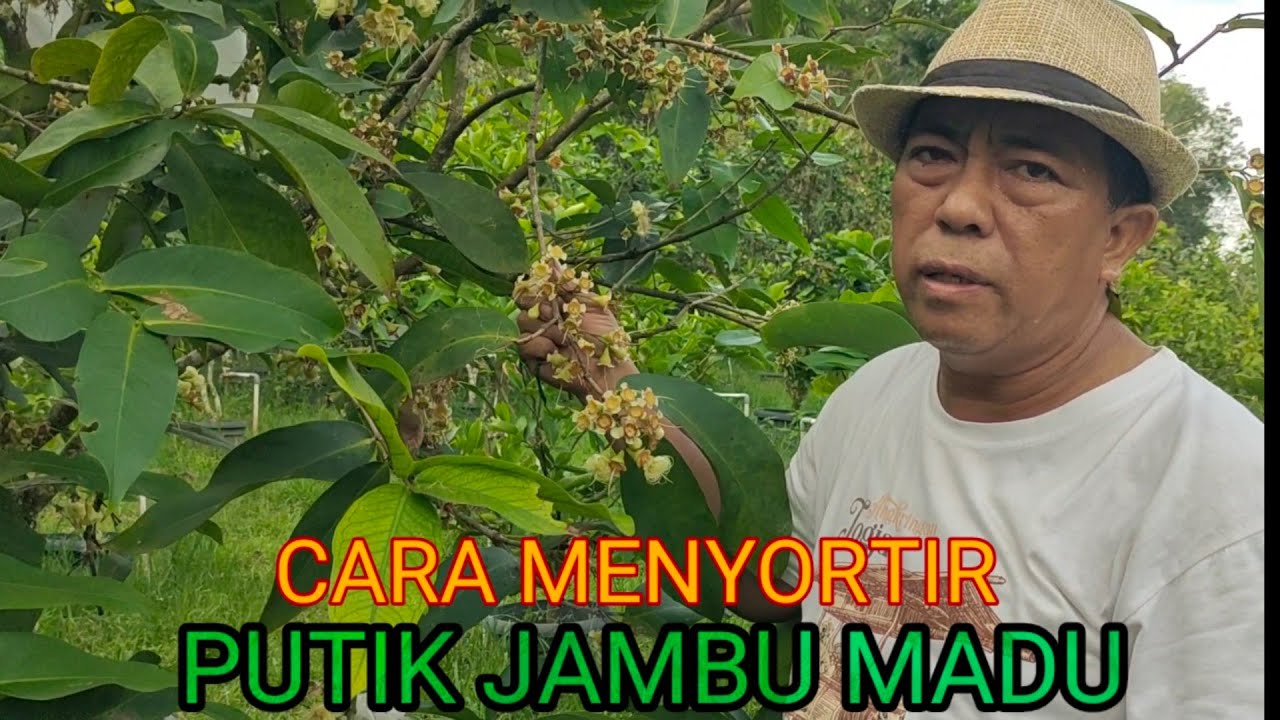 CARA MENYORTIR PUTIK JAMBU MADU AGAR TIDAK BERULAT
