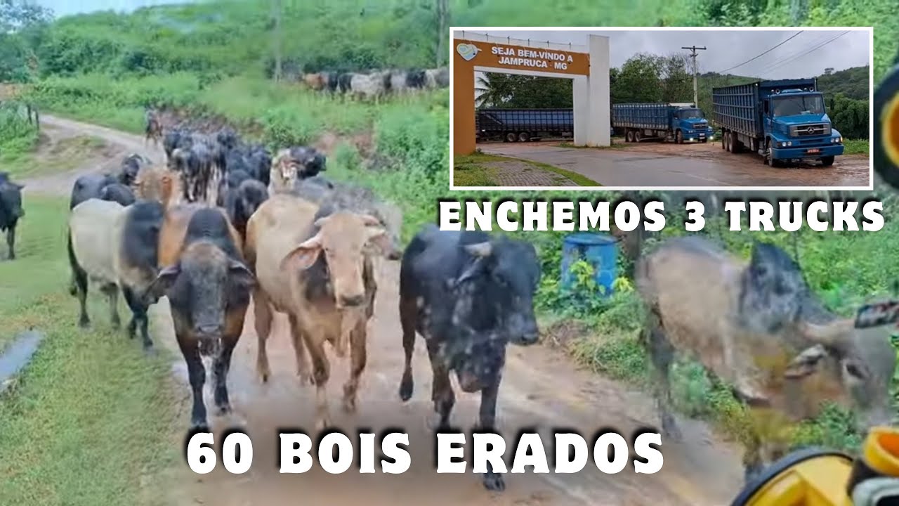 60 bois, 3 carretas 💪💪💪