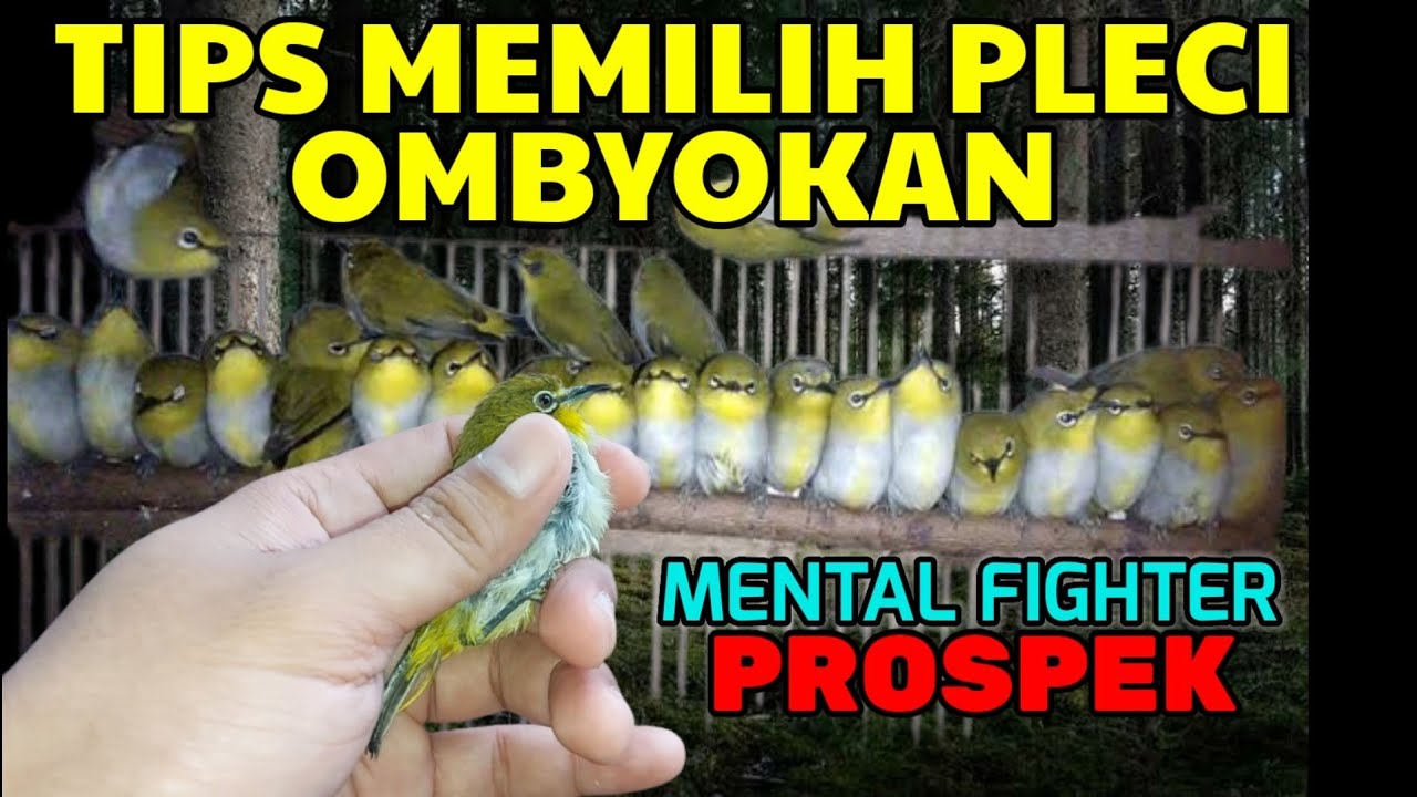 TIPS MEMILIH BURUNG OMBYOKAN PLECI  FIGHTER DAN CALON JUARA
