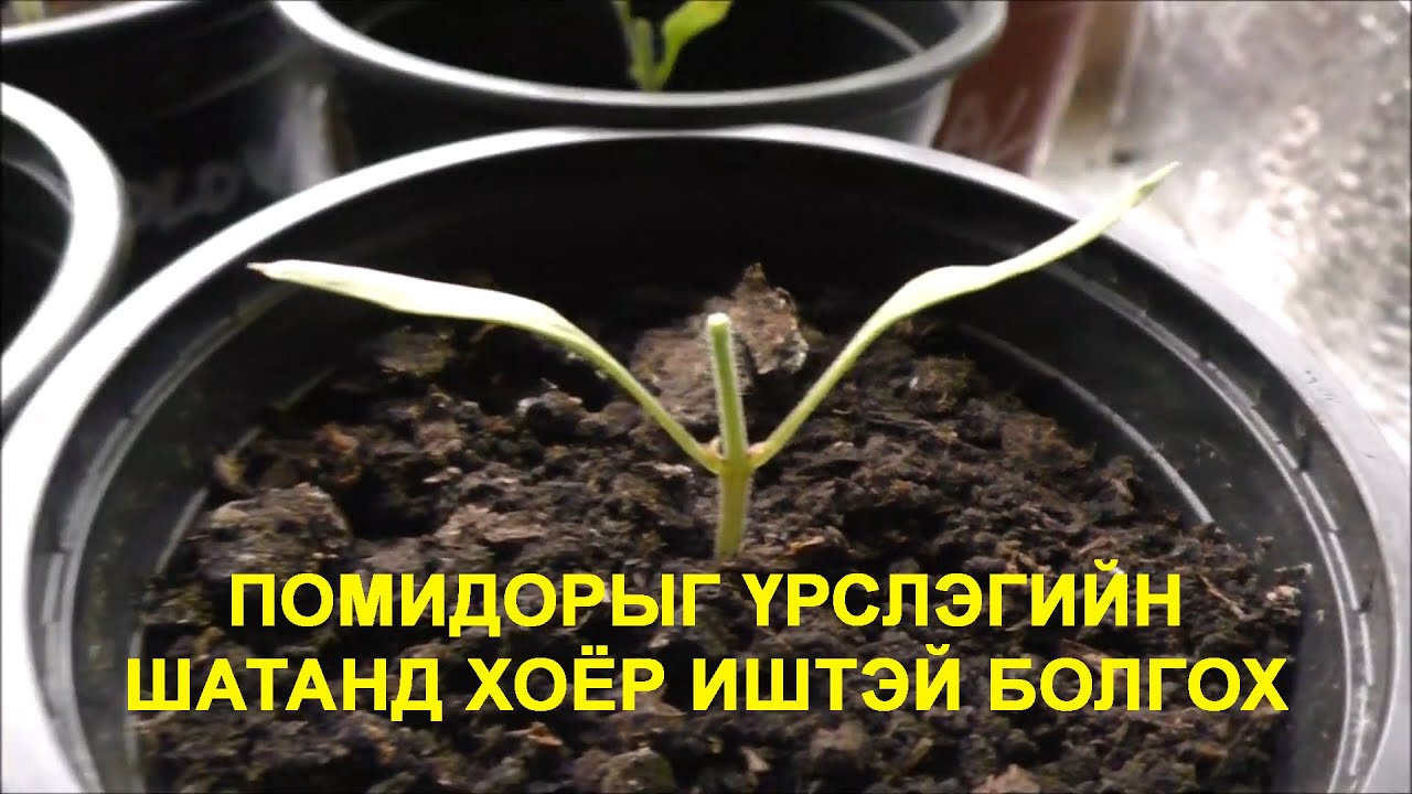 Помидорыг үрслэгийн шатанд хоёр иштэй болгох