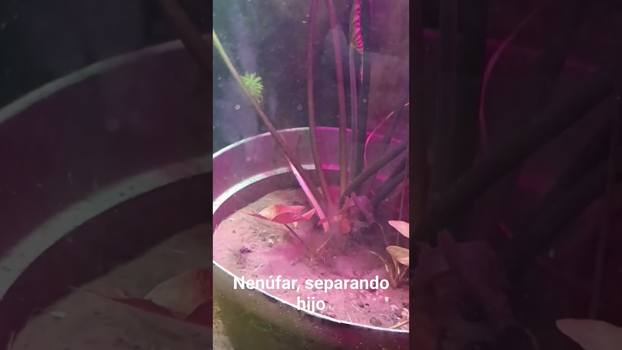 Nen&uacute;fares, planta madre con dos hijos. Visita el video completo donde separamos uno de los hijos.