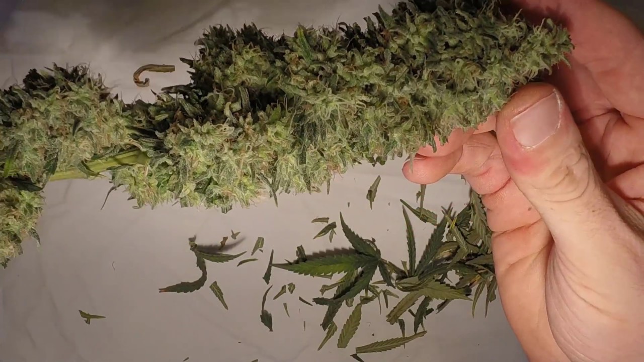 Trimming Blueberry Sticky Bud