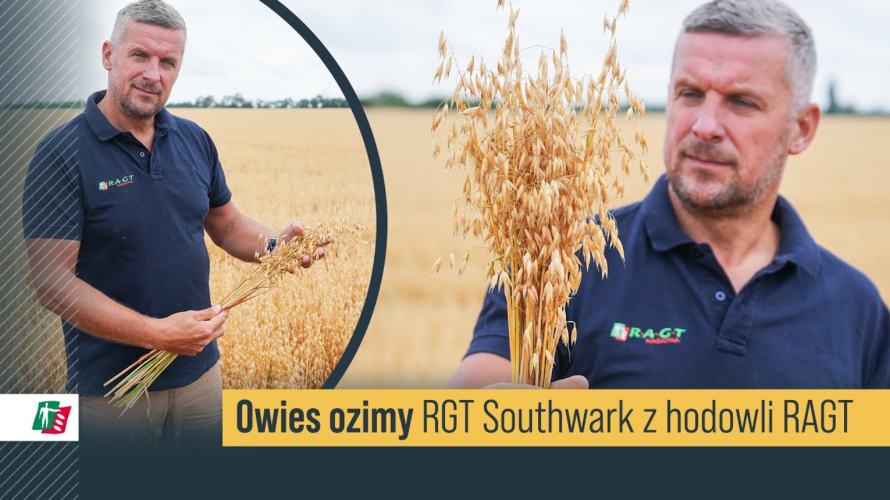 Owies ozimy 🌾❄️ Odmiana owsa ozimego RGT Southwark #rolnictwo #owies