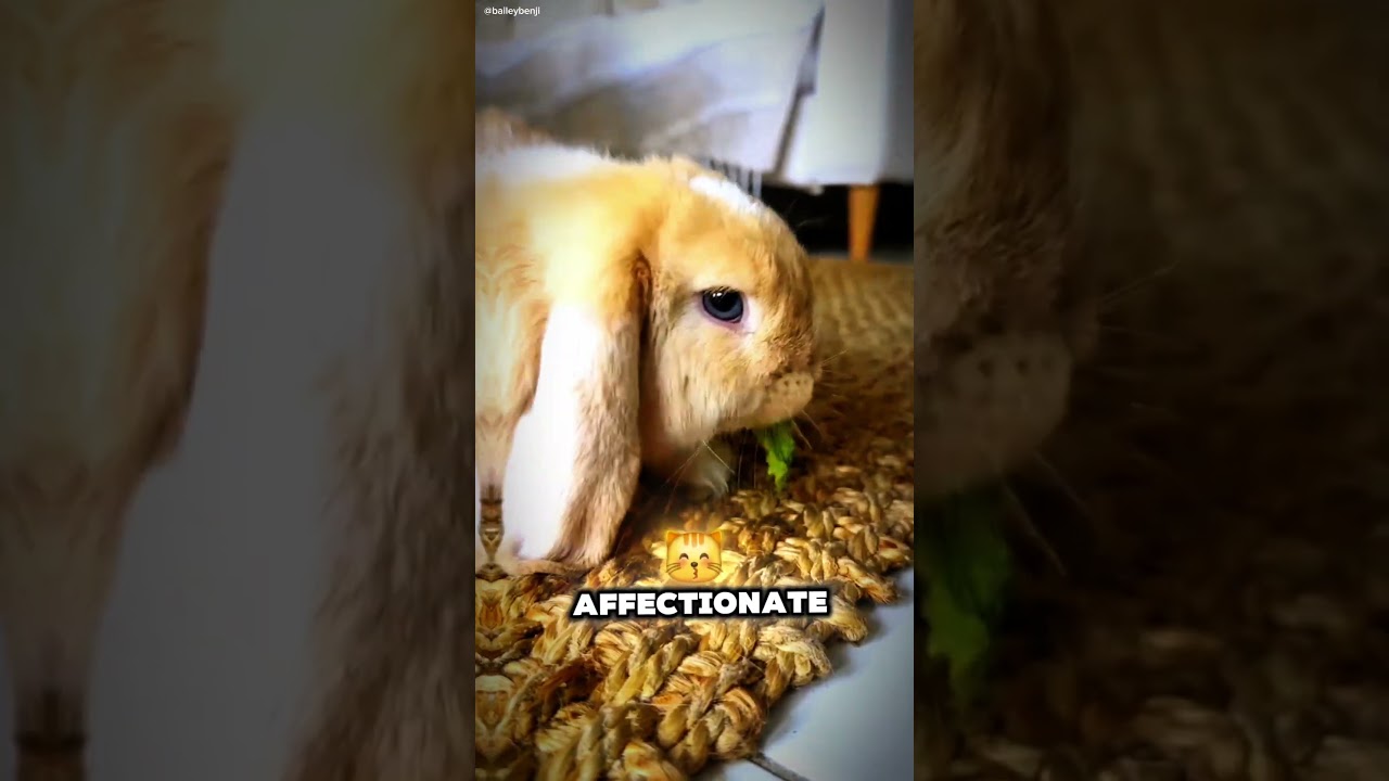 Lop Eared Rabbit; The Cutest Floppy Eared Bunny #LopEaredRabbit #CuteBunnies #FluffyPets