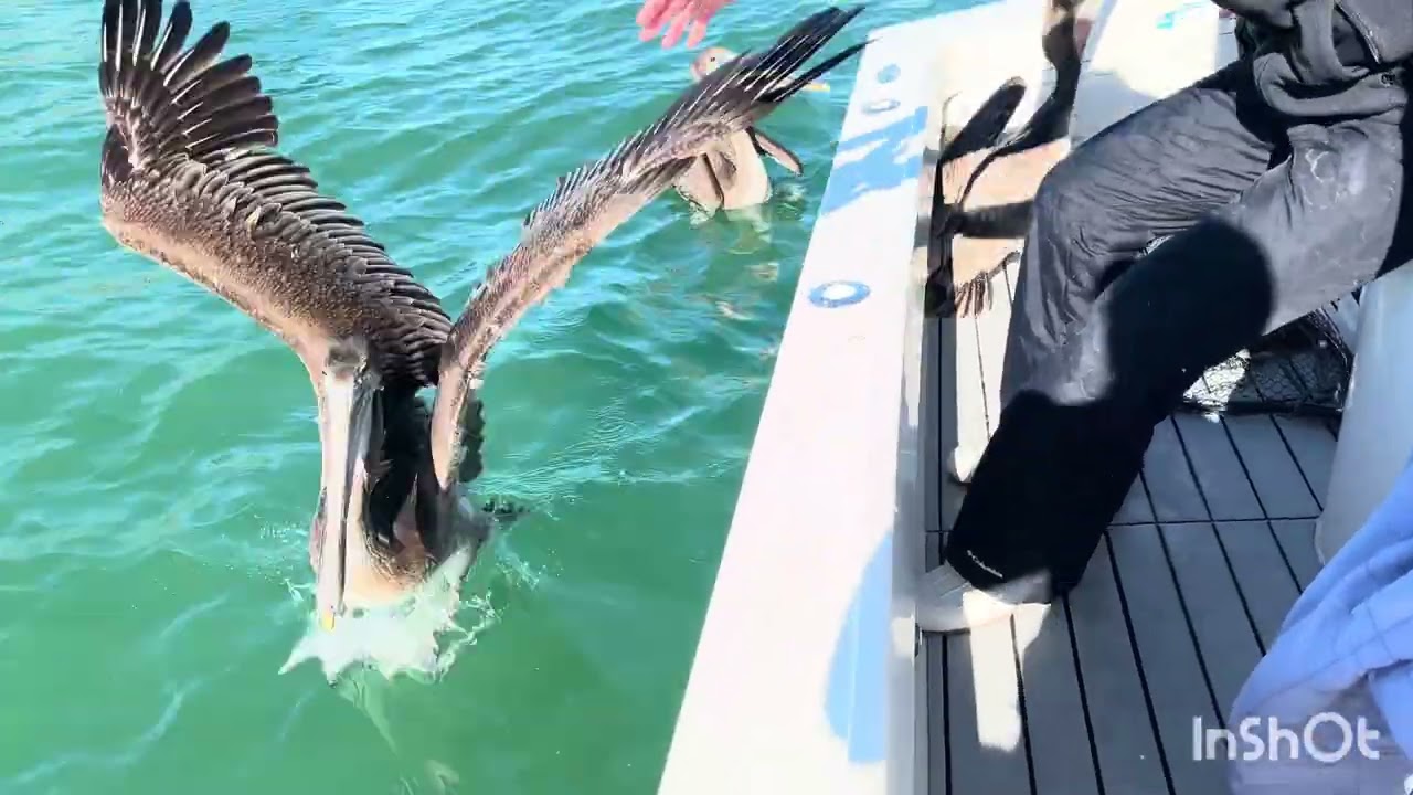 Removing Fishing Hooks From Pelicans in Florida