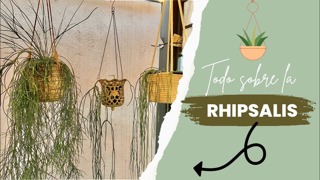 Te cuento todo sobre mi "Rhipsalis Cassutha" 🌿