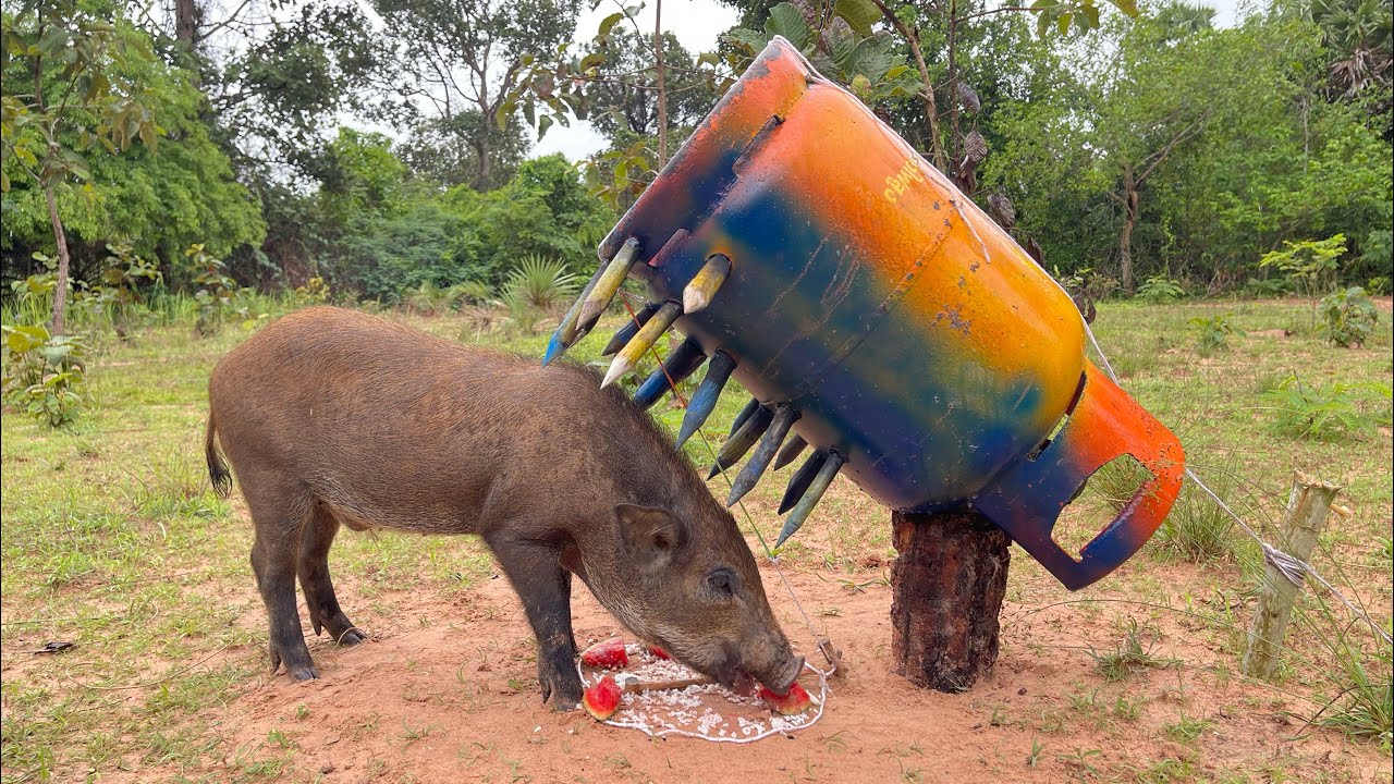 Best Creative Wild Pig Trap Using Gas tank #boartrap #wildboartrap