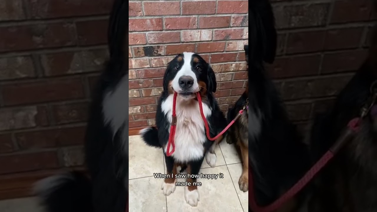 Funny Dog Tiktok- goodlin siblings