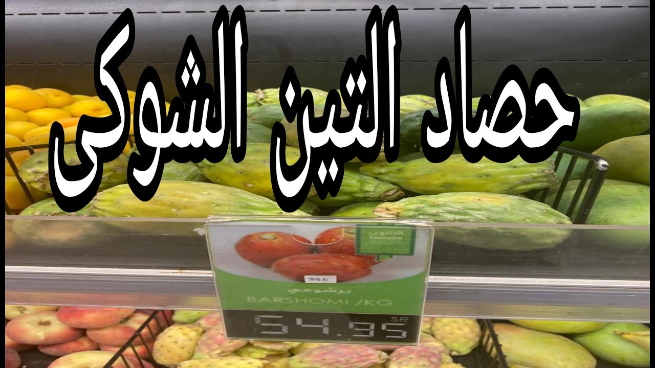 التين الشوكى والأسعار الخرافية موسم ٢٠٢٣