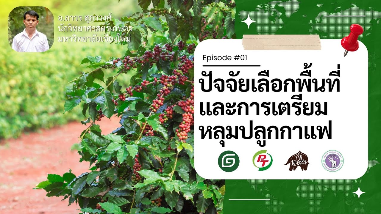EP.1 ปัจจัยเลือกพื้นที่และการเตรียมหลุมปลูกกาแฟ